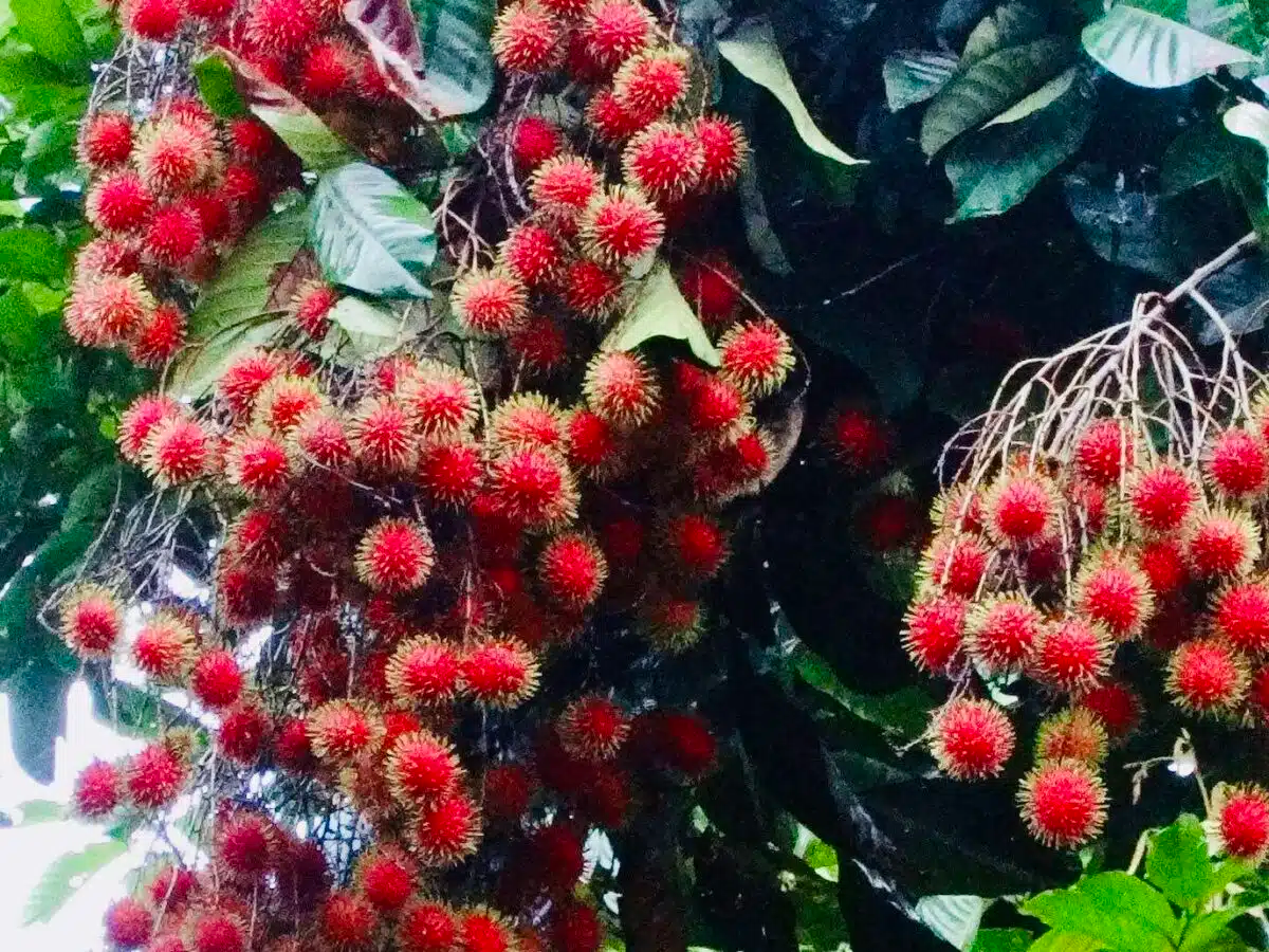 Red Rambutan Tree (Nephelium lappaceum) – Live Exotic Tropical Fruit Plant Vibrant 12”-24” Starter
