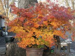 20 Trident Maple Tree Seeds – Acer buergerianum, Hardy Bonsai & Fall Colors