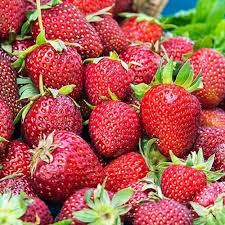 Everbearing Strawberry Plants - "Albion" (Fragaria x ananassa) Pack of 12 Bare Root for Zones 4-9