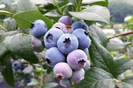 50 Southern Highbush Blueberry Seeds (Vaccinium corymbosum) - Cold Hardy Fruit Tree, Zone 5-10