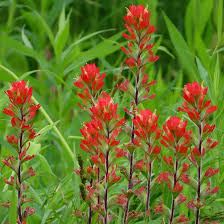 300 Seeds Northwestern Indian Paintbrush Castilleja angustifolia v. du –  Jayme Garden