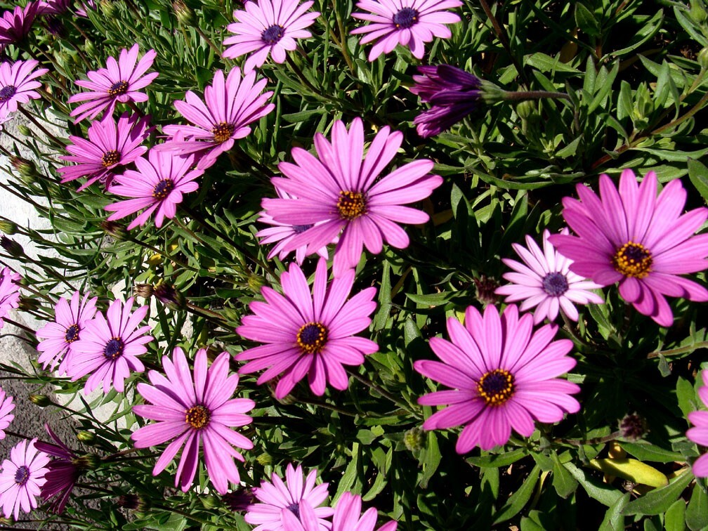 200+ Dark Purple Cape Daisy Seeds – Bold Blooms for Garden Planting, Drought-Tolerant Flowers for Beds, Borders & Containers – USA