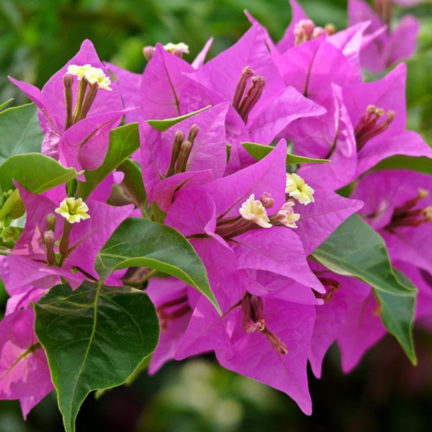 Purple Bougainvillea Starter Plant - Paper Flower, 5-7 Inches Tall - Vibrant Tropical Blooms for Gardens, Trellises & Landscaping