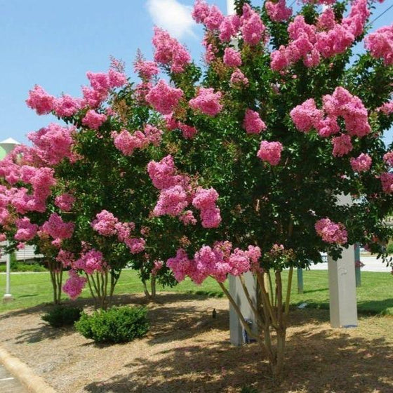 Lagerstroemia Indica | Dark Pink Crepe Myrtle | 7 Live 6” Tree Cuttings | Fast-Growing, Drought-Tolerant, Long-Blooming Ornamental
