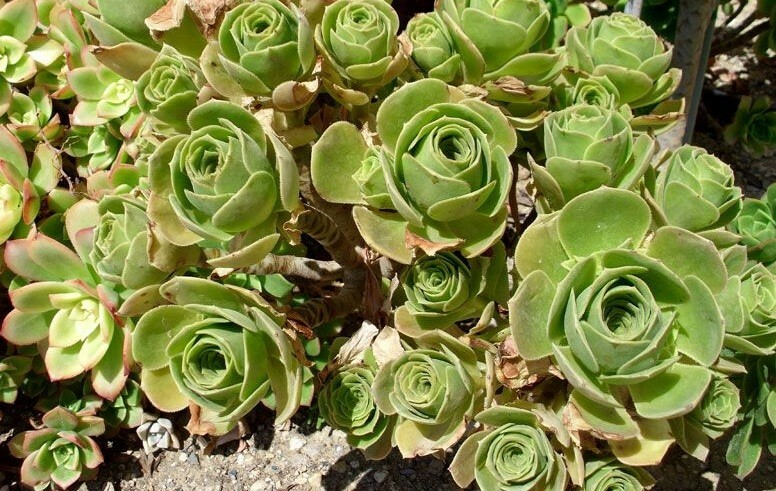 Aeonium Balsamiferum 4" Cutting | Unrooted Succulent Plant | Easy to Grow | Unique Broccoli-Like Shape |