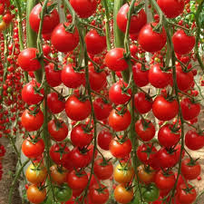 200pcs Waterfall Tomato Seeds | Juicy & High-Yield | Non-GMO | Home Garden Favorite