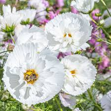 200+ Cupcake White Cosmos Seeds – Unique Cup-Shaped White Blooms for Garden Planting, Pollinator-Friendly Annuals – USA