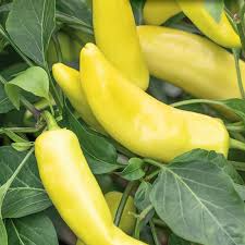 300mg Hungarian Yellow Wax Hot Pepper Seeds Capsicum annuum | Mild-Medium Heat, Non-GMO, Great for Pickling, Fresh Cooking, and Grilling