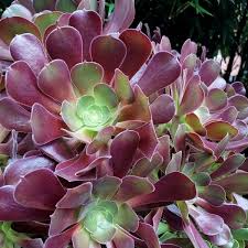 1 Aeonium Velour Succulent Unrooted Cutting 4-5" - Unique Indoor/Outdoor Plant - Beautiful Dark Purple Rosette, Easy to Grow