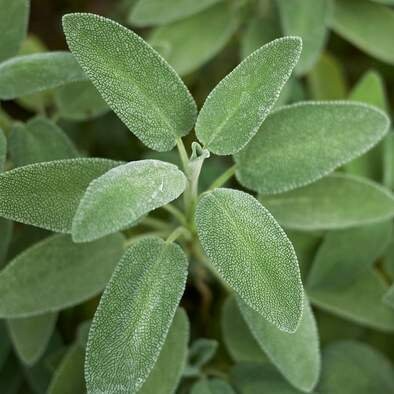 50 Seeds Sage Broadleaf, Salvia Officinalis, Aromatic Culinary Herb for Garden and Kitchen