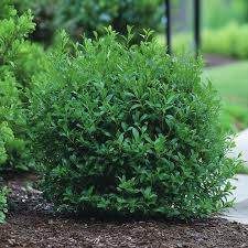 Inkberry Seeds (Ilex glabra) | 25 Seeds | Evergreen Shrub for Wildlife & Year-Round Interest