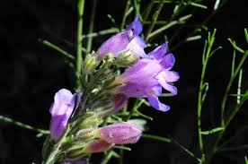 100mg Penstemon Comarrhenus Seeds, Dusty Penstemon, Drought-Tolerant Native Wildflower