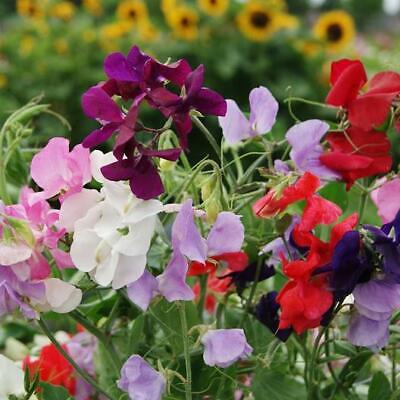 50 Seeds Sweet Pea Heirloom Flower Mix, Lathyrus Fragrant Climbing Vine, Non-GMO, Aromatic Garden Flowers, Easy to Grow
