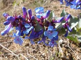 100mg Penstemon Nitidus Seeds, Waxleaf Penstemon, Drought-Tolerant Native Wildflower