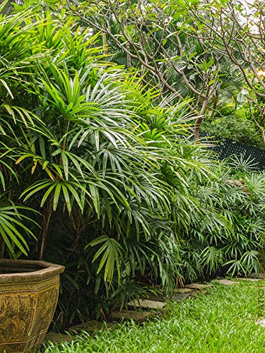 1 Rhapis excelsa Lady Palm - Live Plant 10-15" Tall in 4" Pot - Indoor Air-Purifying Palm