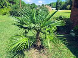 10 Windmill Palm Tree Seeds (Trachycarpus fortunei) – Cold Hardy Fan Palm, 66' Tall