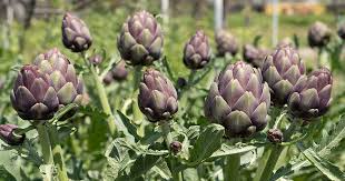 500mg Artichoke Seeds for Planting - Green Globe Variety - Heirloom Edible Perennial for Gardens, Containers, & Landscaping