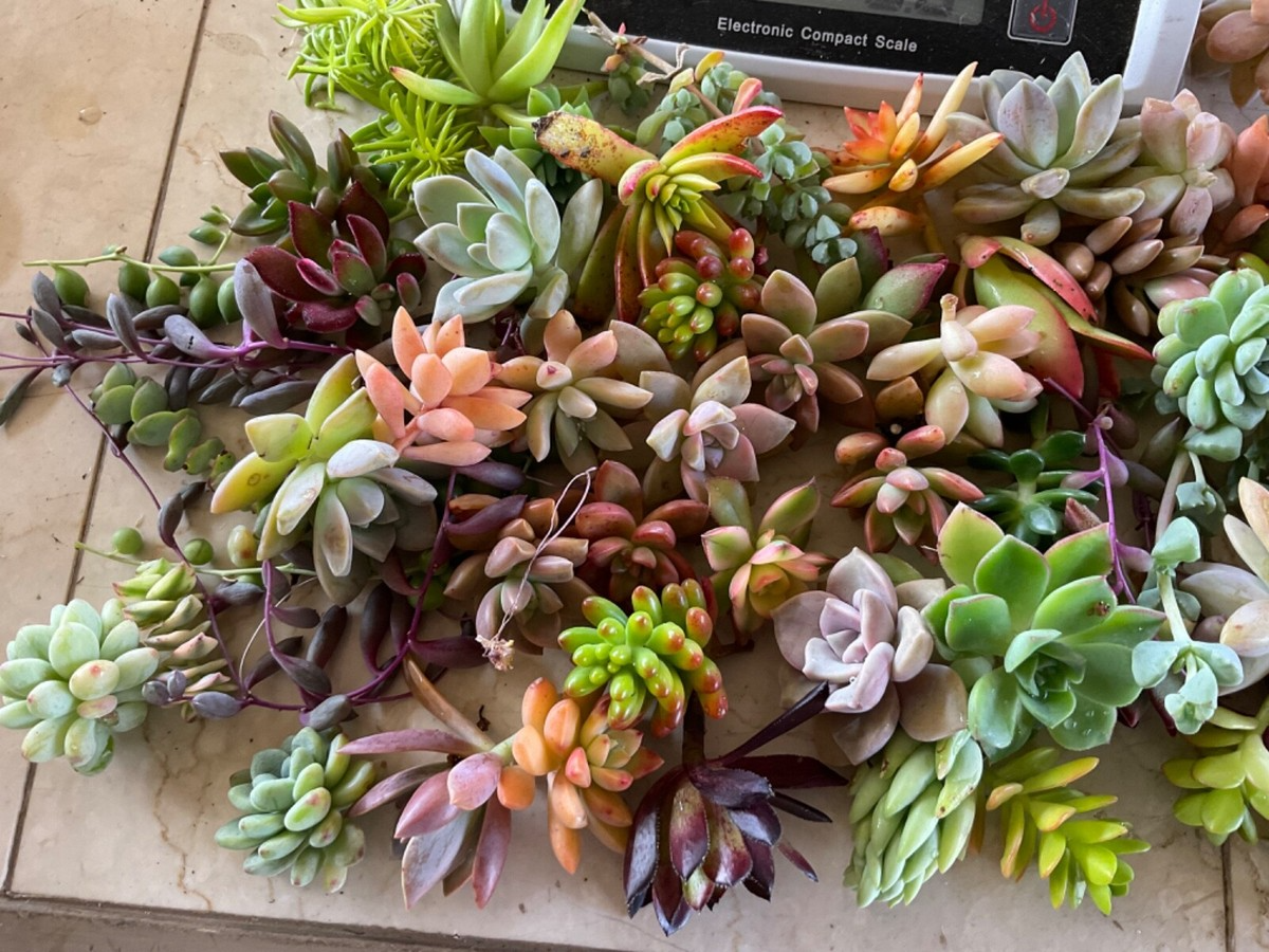 25+ Assorted Succulent Unrooted Cuttings (1.5-2 inches) | Echeveria, Aloe, Sedum, Crassula | Ideal for Propagation & DIY Projects