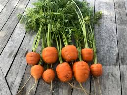1000+ Tonda di Parigi Carrot Seeds – Heirloom, Round Baby Carrots