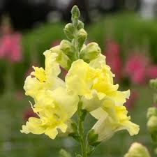 Antirrhinum majus Madame Butterfly Yellow Snapdragon Seeds – 1000+ Ruffled Blooms for Garden & Cut Flowers