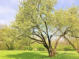 1 Washington Hawthorn Tree (Crataegus phaenopyrum) Live Bare Root Plant 18"-24"