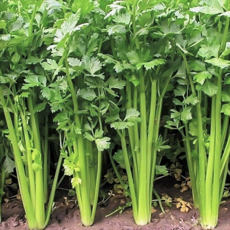 500 Seeds Chinese Light Green Celery, Heirloom Crisp Celery, Mild and Tender Stalks