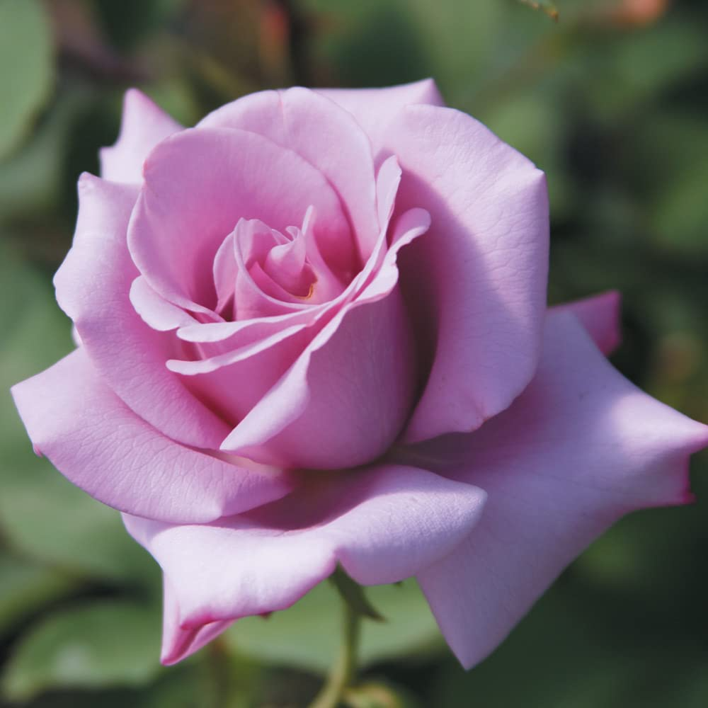 3 Unrooted Cuttings 6" Rosa ‘Blue Girl’ Hybrid Tea Rose | Fragrant Lavender-Blue Blooms | Live Flowering Rose Bush | Easy to Propagate
