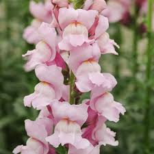 Antirrhinum majus Potomac Summer Berry Mix Snapdragon Seeds – 1000+ Vibrant Berry-Toned Blooms for Garden & Cut Flowers