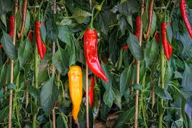 3 Jimmy Nardello Pepper Starter Plants - Sweet Italian Frying Pepper - High Yield for Cooking, Gardens & Container Growing