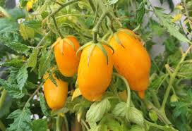 30 Banana Legs Tomato Seeds – Solanum lycopersicum – Heirloom, Yellow Paste Tomato, Mild & Meaty, Perfect for Sauces