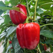300mg Sweet Pepper Yolo Wonder Bell Improved Seeds Capsicum annuum | Non-GMO, Heirloom, Thick-Walled, High-Yield, Easy to Grow