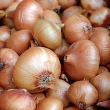 500 Treated Vidalia Sweet Onion Seeds | Non-GMO Heirloom | Early Grano Short-Day Variety
