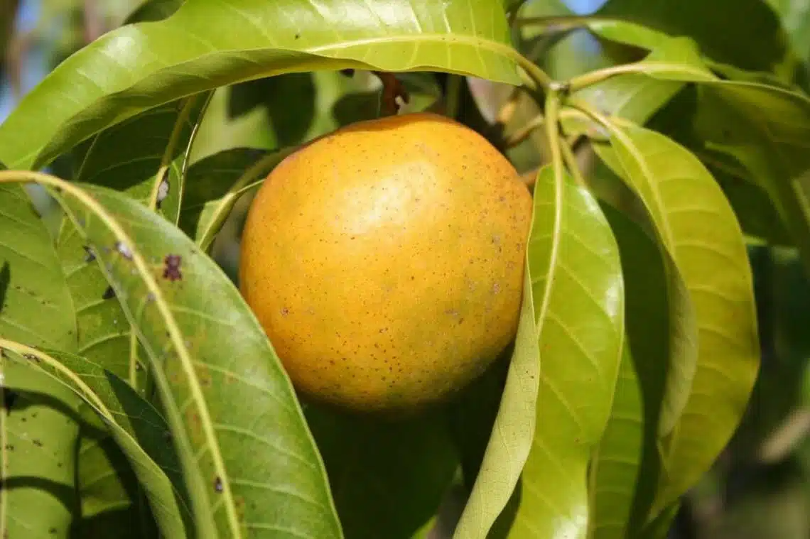 Grafted Cubano Mango Starter Plant Seedling - Grown in Puerto Rico - Live Tropical Fruit Tree 3′-4′ Tall - Sweet, Juicy Cuban Mangoes