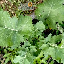 1g Kale Dwarf Siberian Improved Seeds Brassica oleracea | Cold-Hardy, Non-GMO, Heirloom, Nutritious, Easy to Grow, Perfect for Winter Greens