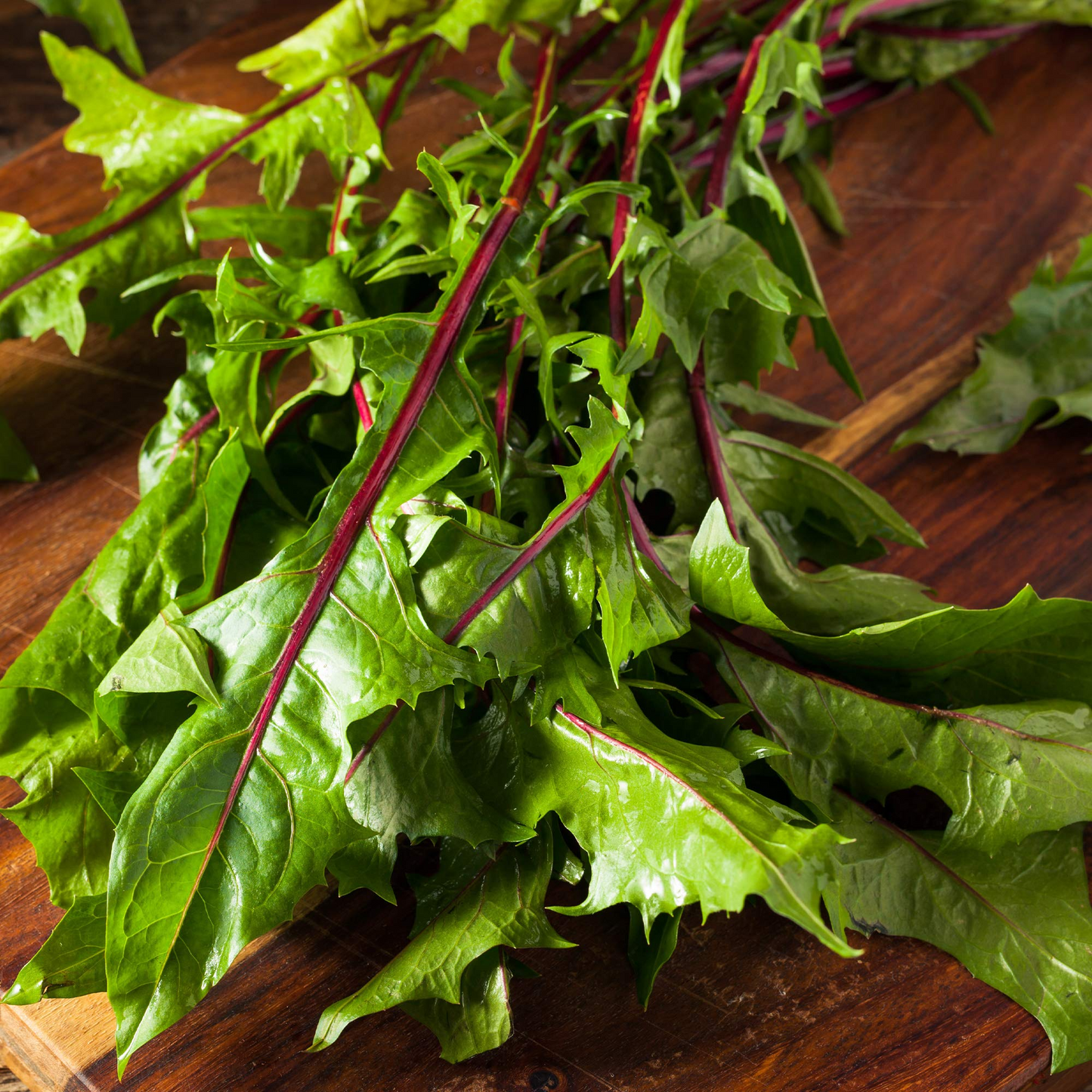 500 Red Stem Endive Italian Dandelion Seed (Chicory), Non-GMO Heirloom, Cold Tolerant,