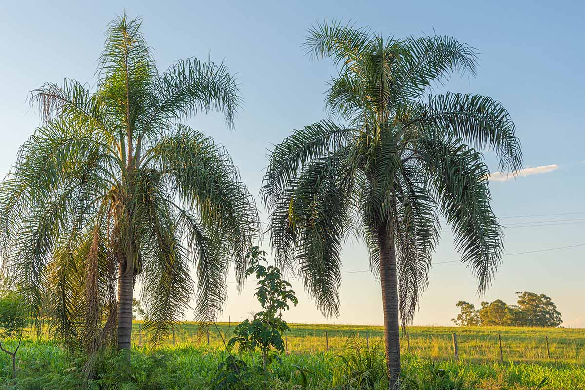 25+ Tropical Queen Palm Seeds - Syagrus Romanzoffiana - Ready to Grow, Fast-Growing Palm Tree