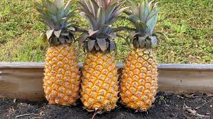 15+ Antigua Black Pineapple Seeds – Homegrown Tropical Fruit, USA Grown, Sweet Pineapple –