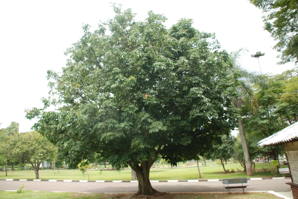 Money Tree Pachira aquatica | Bonsai Seedling | Indoor Plant | 4" Caudex Growth