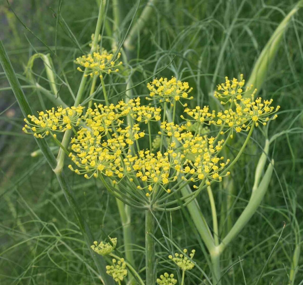 200 Fennel Seeds Herb, Perennial, Swallowtail Butterfly Host Plant, Non-GMO, Aromatic, Healthy, Easy to Grow, Perfect for Gardens