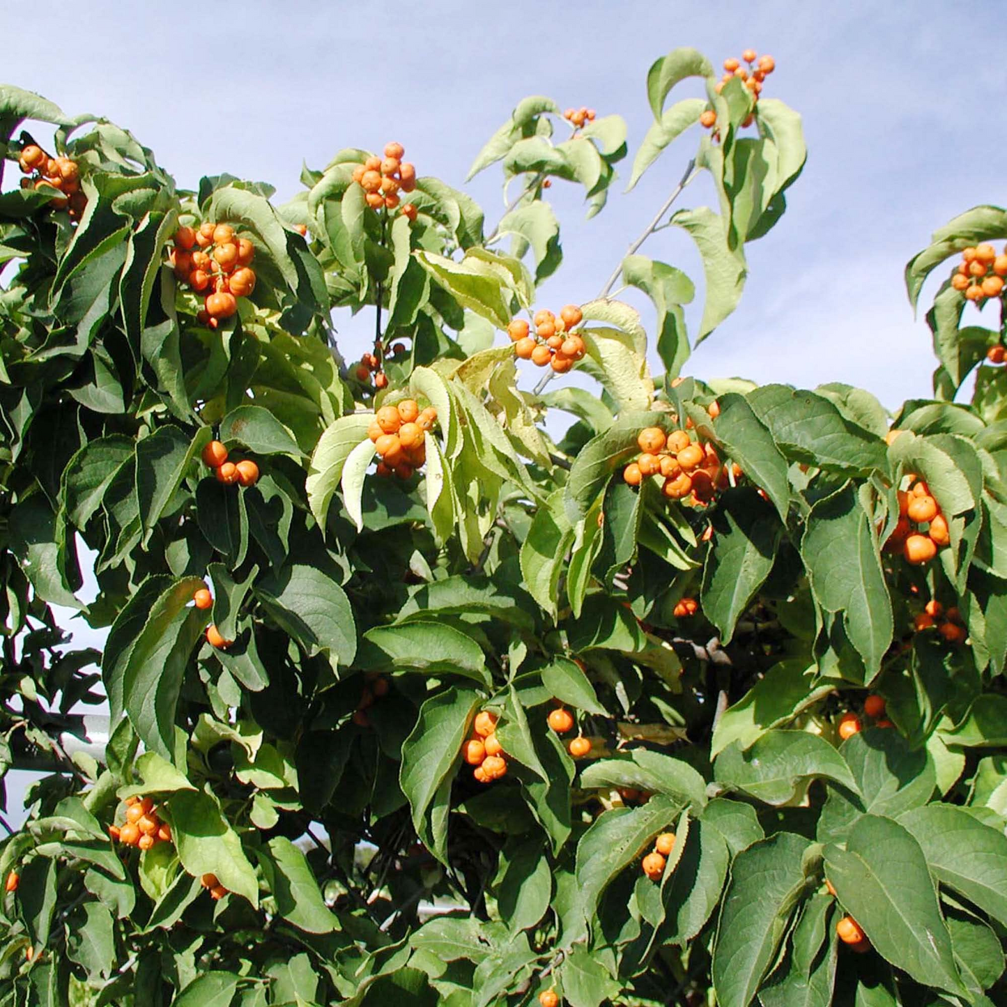30 Seeds Celastrus Scandens | American Bittersweet Seeds for Planting | Vigorous Climbing Vine | Bright Berries | Ornamental Garden Plant