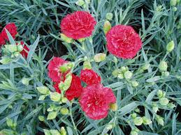 200+ Can-Can Scarlet Carnation Seeds – Ruffled Red Blooms for Garden Planting, Fragrant Cut Flowers for Borders & Bouquets – USA