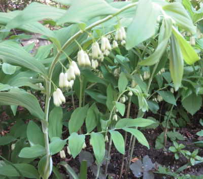 10 True Solomon's Seal Plants (Polygonatum biflorum) - Bare Root