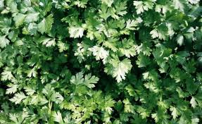 2000 Seeds Parsley Dark Green Italian Giant | Petroselinum crispum | Heirloom, Non-GMO Herb | Robust & Flavorful