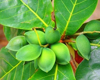 buy almond seeds for planting Indian Almond Tree 10" Tall - Live Terminalia catappa Nut Tree | Tropical Soft-Shell Edible Seed Tree for Shade & Coastal Landscaping