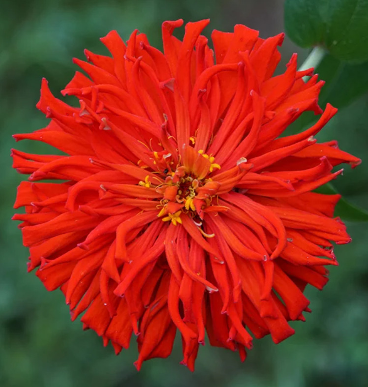 100 Seeds Zinnia Elegans Red Cactus Giant, Huge 4-5" Blooms, Cut Flowers, Non-GMO, Vibrant Garden Blooms