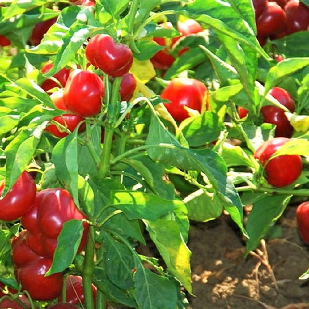 250 mg Red Cherry Sweet Pepper Seeds - Capsicum annuum | Heirloom Sweet Pepper for Planting, Home Garden & Culinary Use, Small Round Peppers