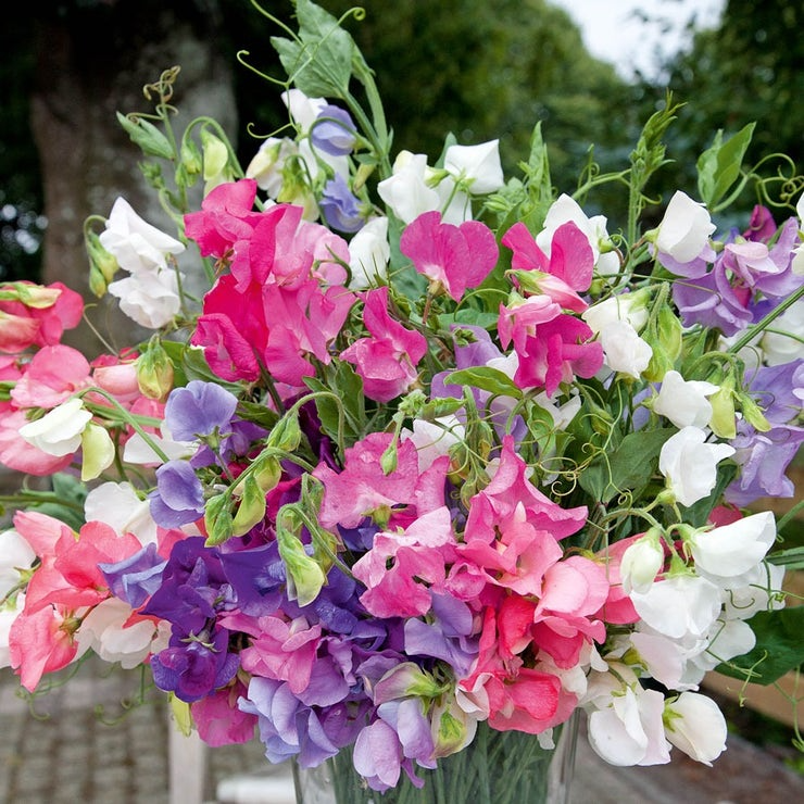 50+ Sweetie Mix Sweet Pea Seeds – Compact Fragrant Blooms for Garden Planting, Dwarf Vines for Borders & Pots – USA