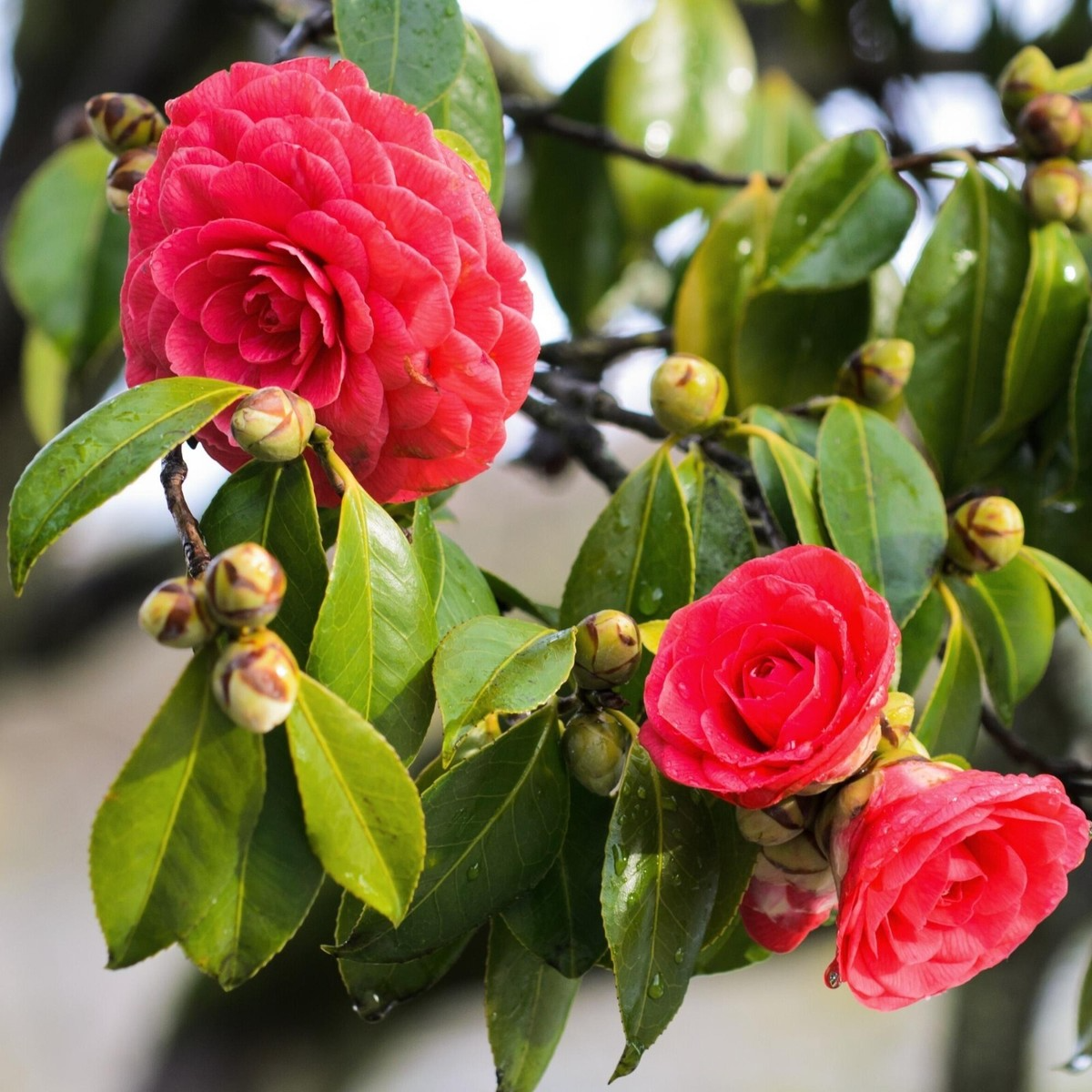 Tom Knudsen Camellia Japonica Starter Plant | Unique Bloom | Live Well-Rooted Plant in Pot | Evergreen Shrub | 7-10 USDA Zones