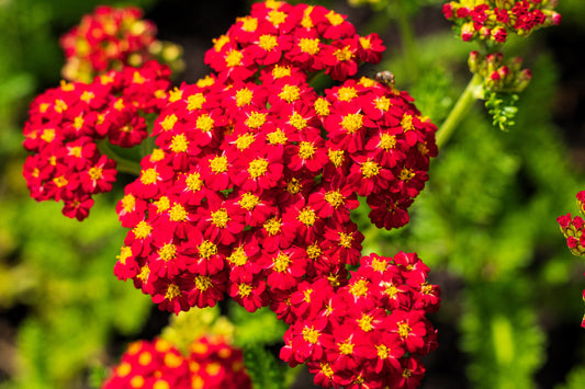 5000 Seeds Red Yarrow, Achillea Millefolium, Vibrant Perennial Pollinator Plant