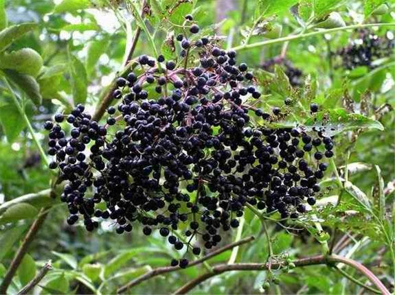 2 Sambucus canadensis American Elderberry Bush - Live Bare Root Plant for Zones 3-9 - Edible Berries, Wildlife-Friendly